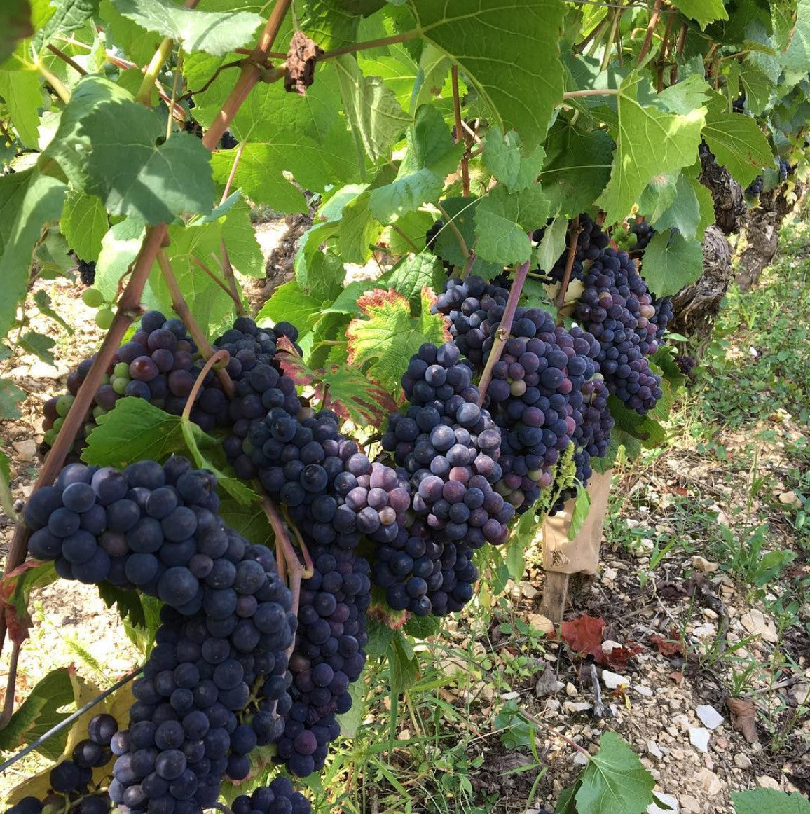 ブルゴーニュにおける産地ごとのピノ・ノワールの味の違い ~広域産地で特徴を捉える~