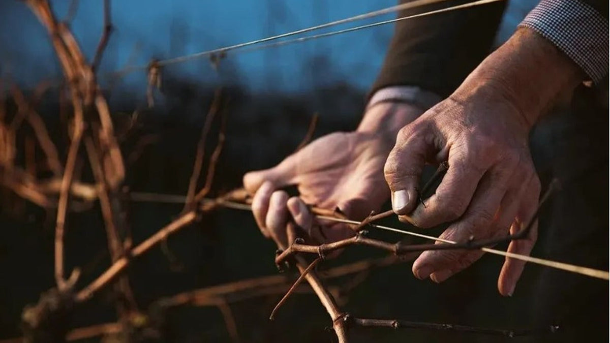 Domaine Luneau-Papin