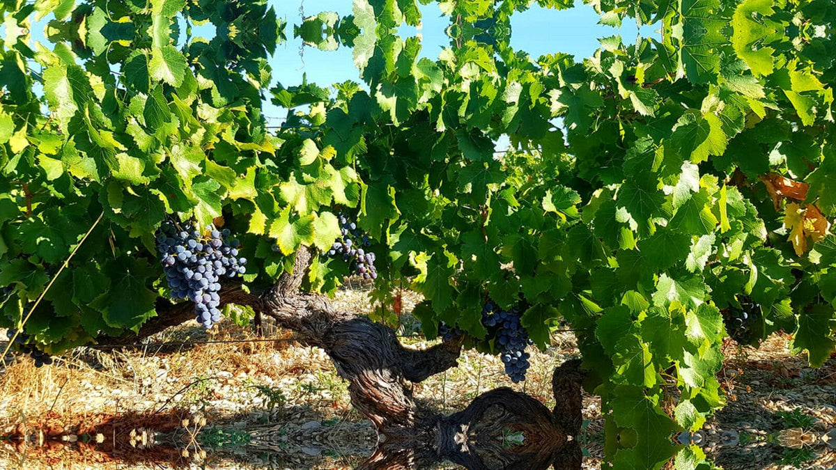 Domaine les Ondines