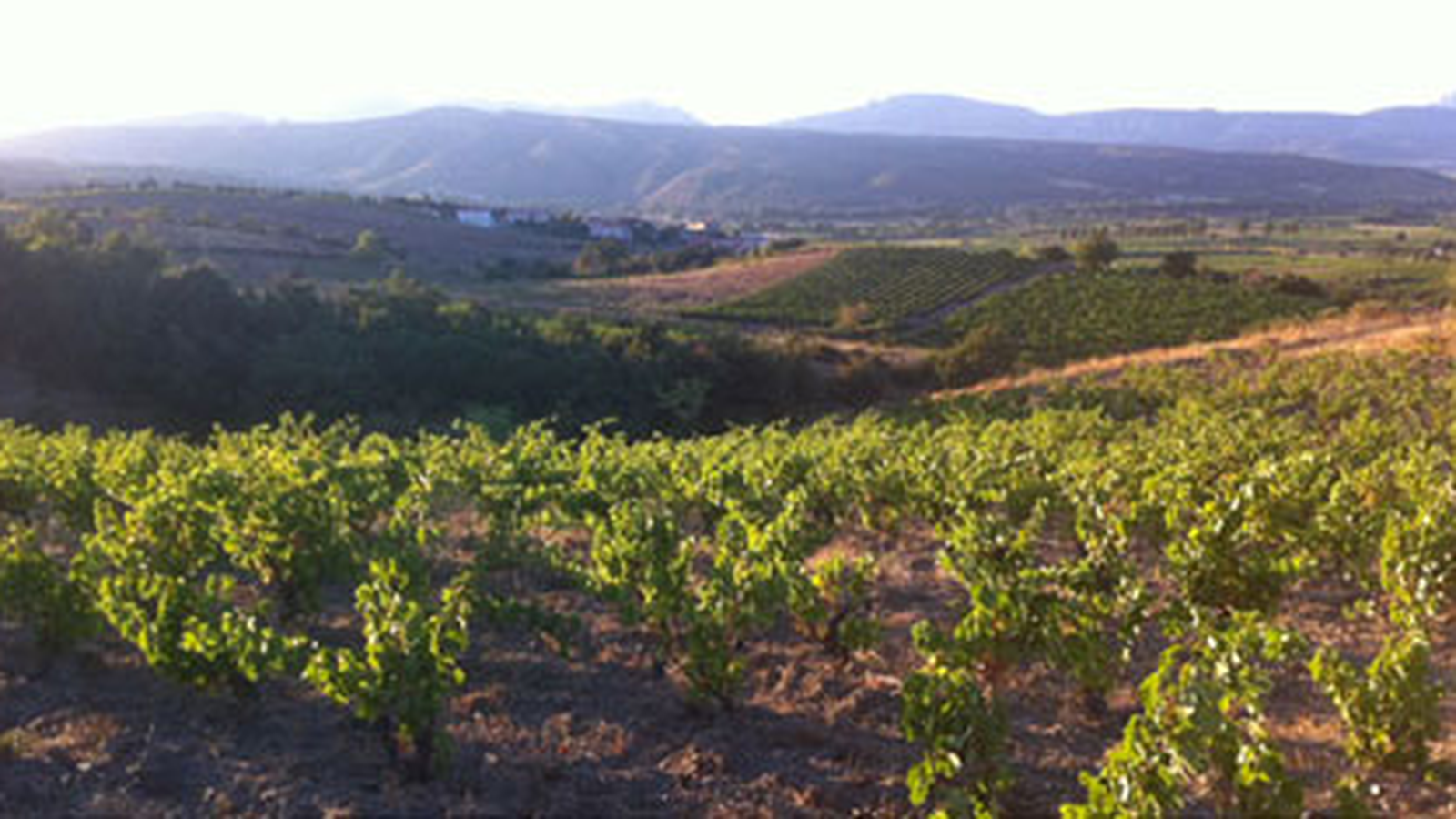 Domaine le Roc des Anges