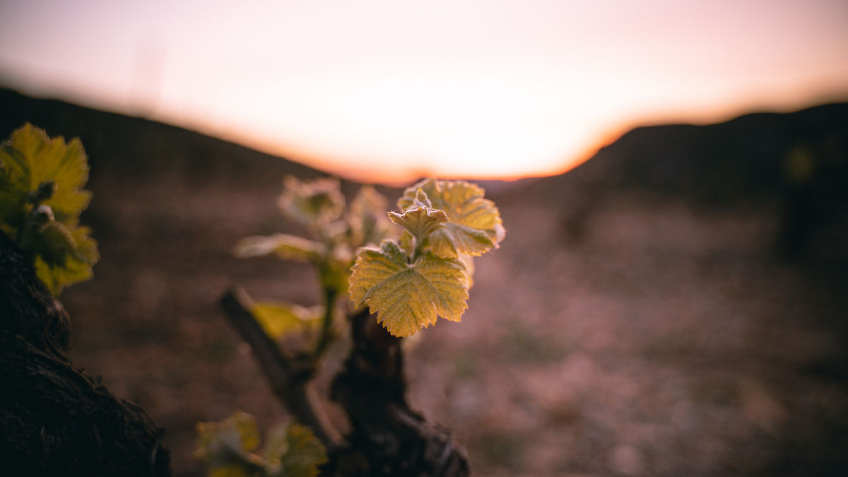 Clos del Rey