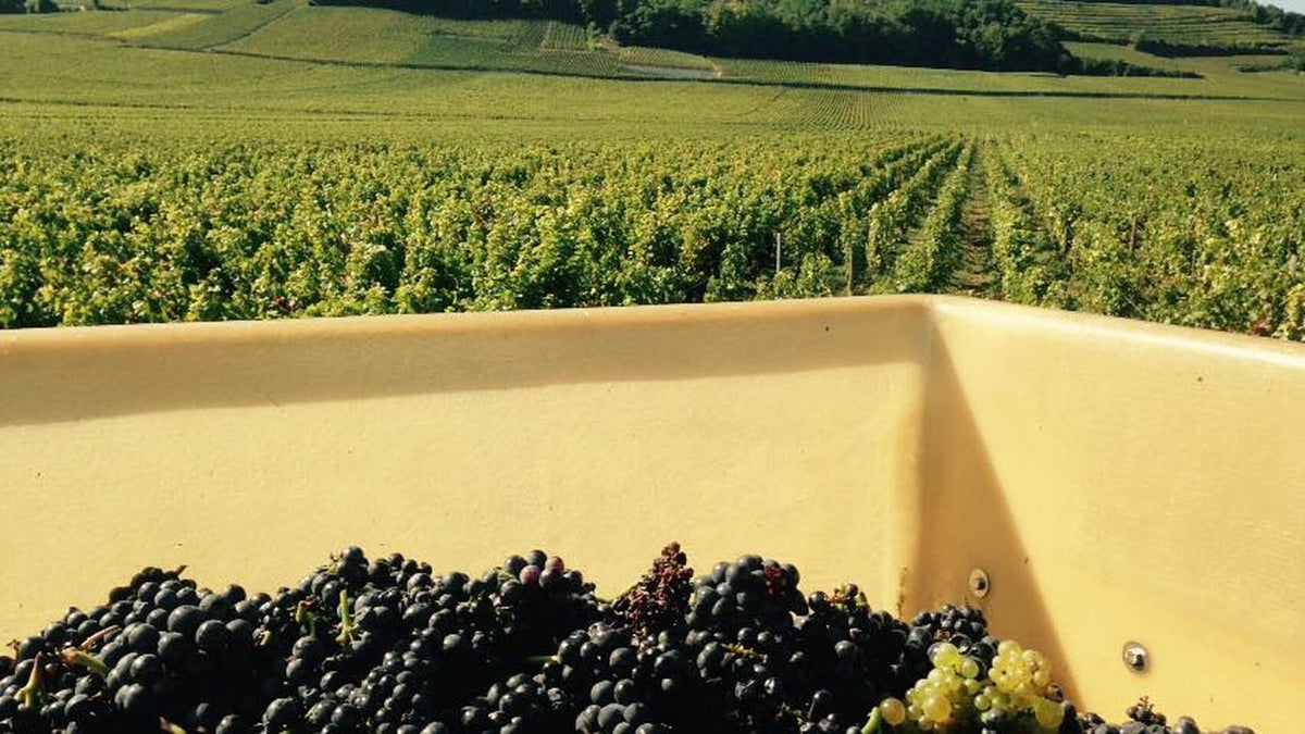 Domaine Vincent Godier