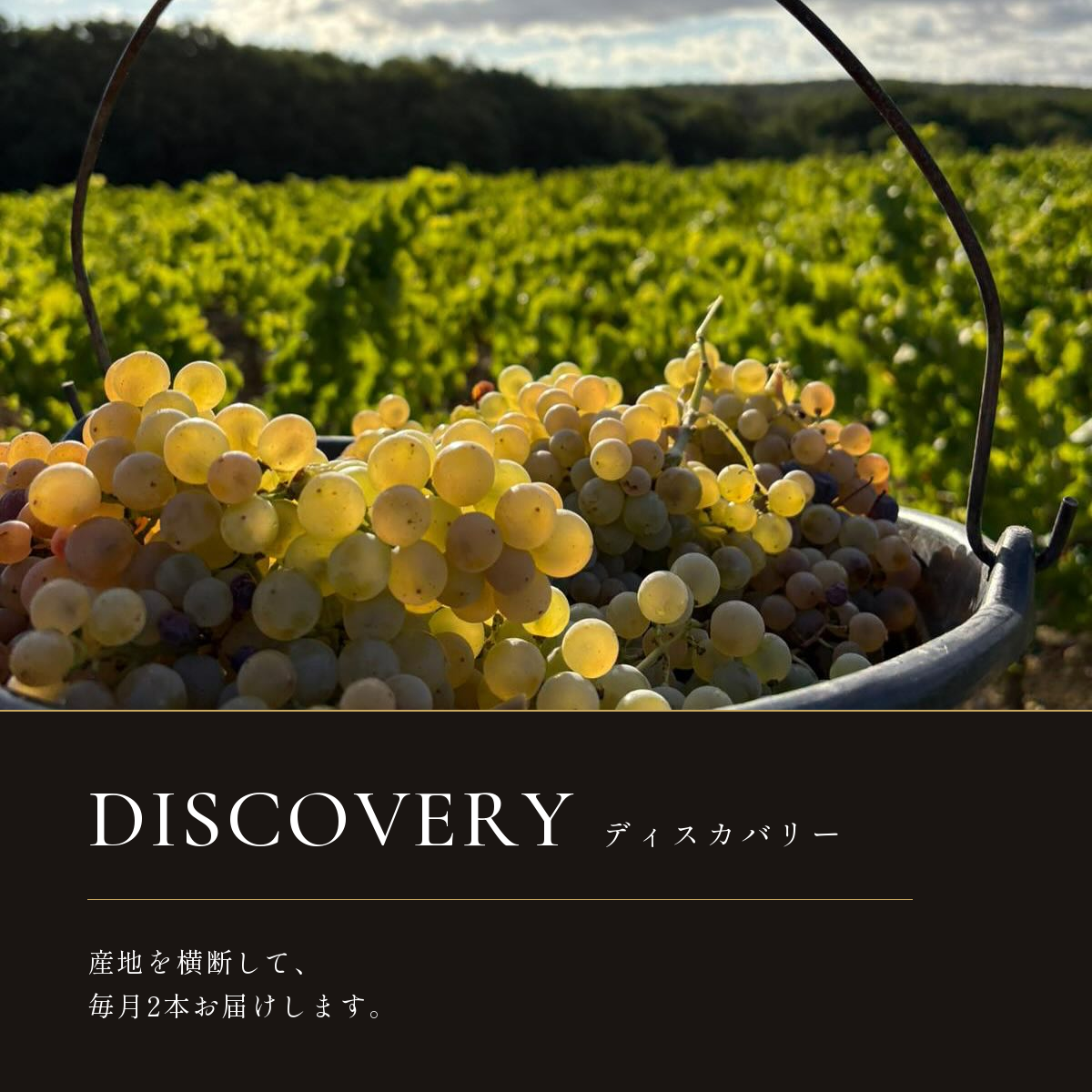 CÉPAGES WINE SUBSCRIPTION ディスカバリー:産地を横断して、毎月2本お届けします