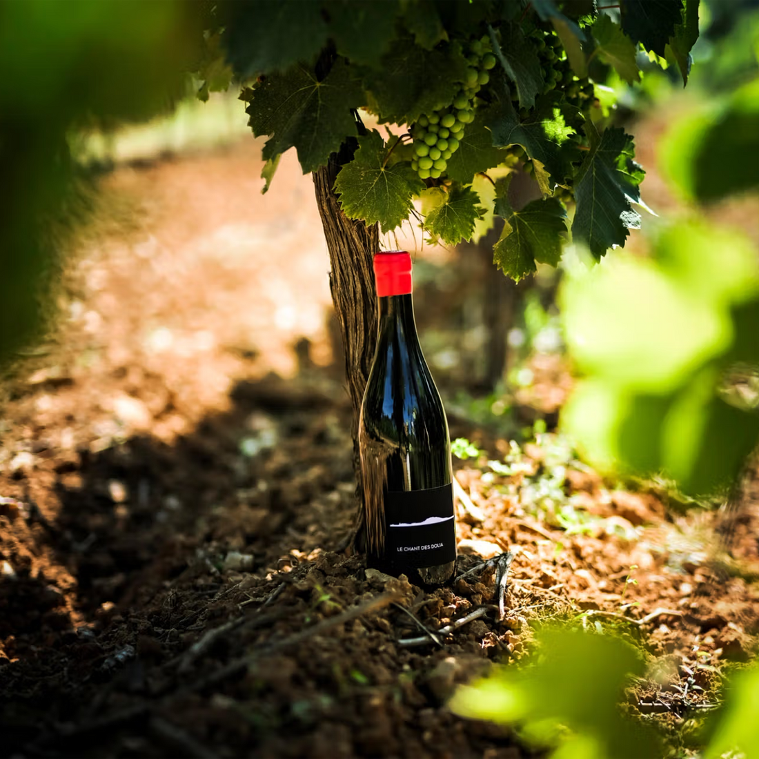 Le Chant des Dolias Rouge 2022 La Croix Gratiot