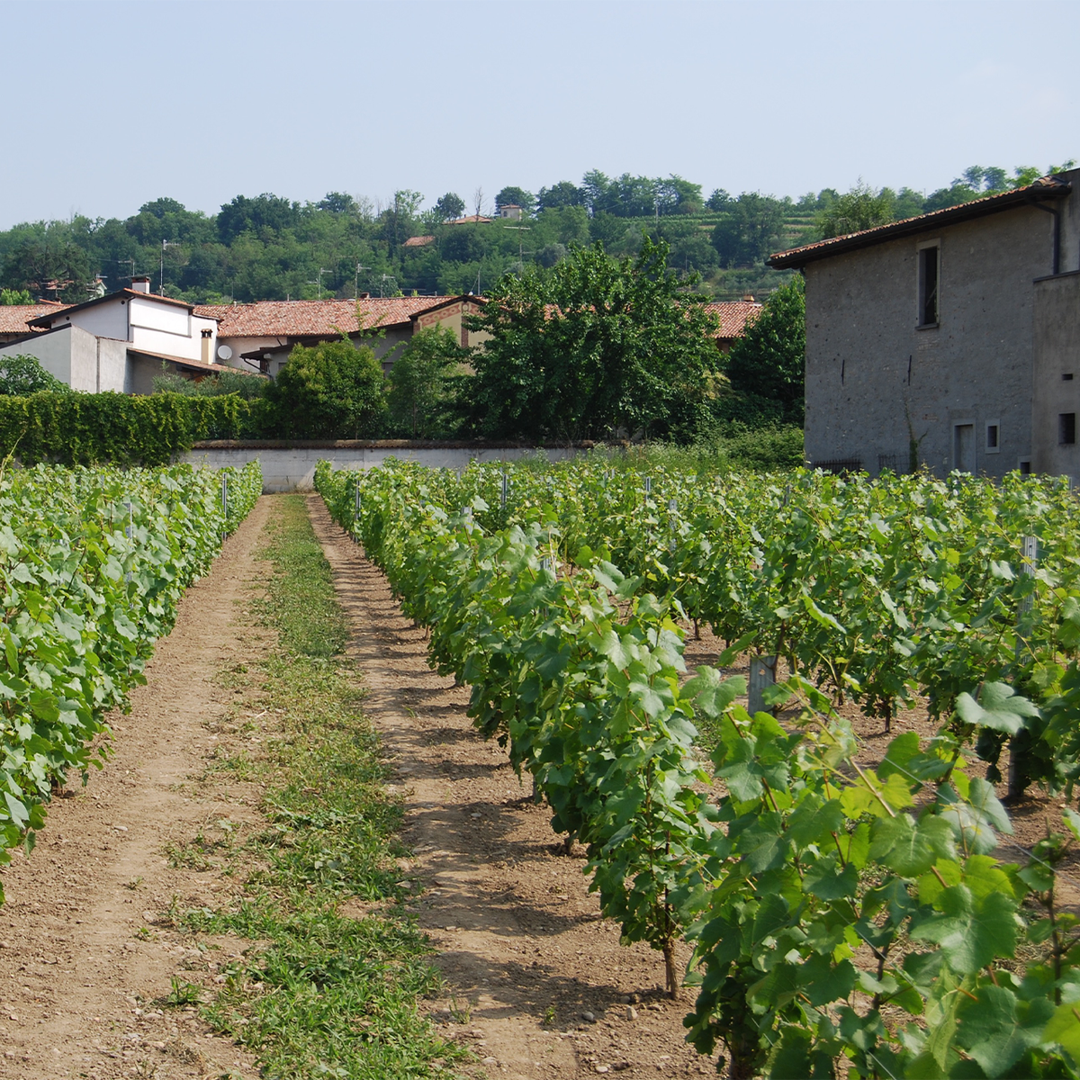 Azienda Agricola Carla Vittoria