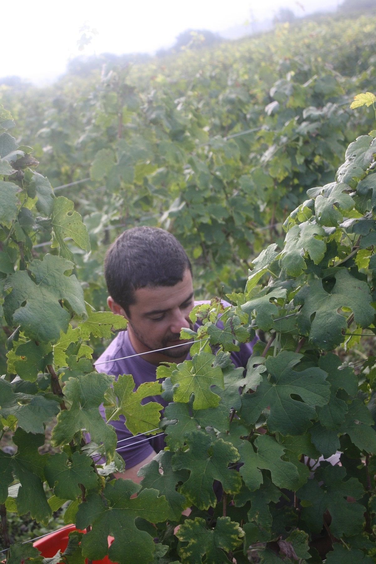 Domaine Adrien Berlioz