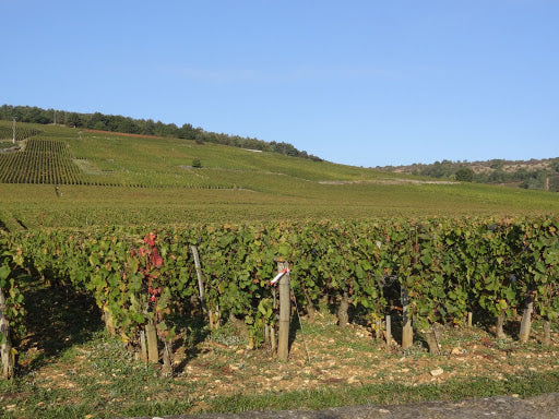 Domaine Vincent Godier