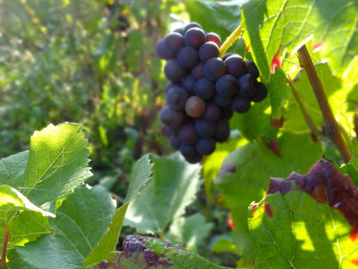 Domaine Vincent Godier