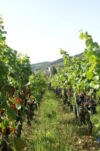 Domaine Vincent Godier