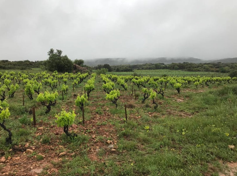 Domaine Olivier Pithon