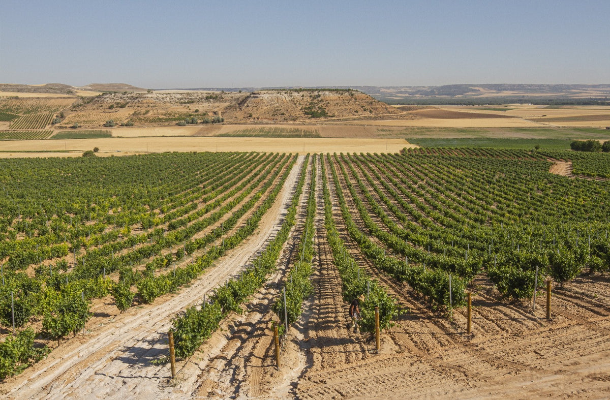 Ribera del Duero Reserva 2018 Bodegas Teófilo Reyes