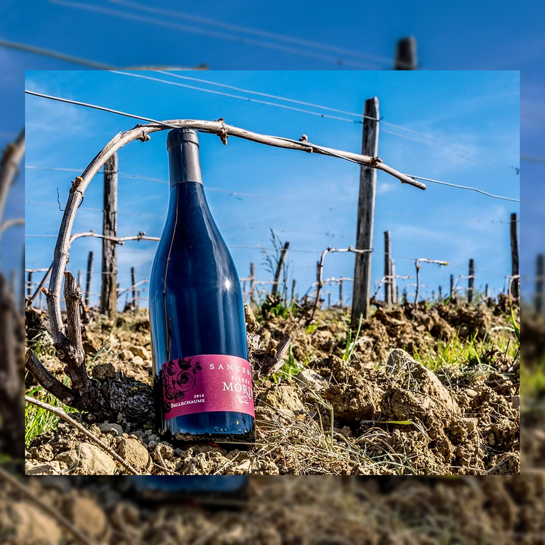 Sancerre Bellechaume Rouge 2020 Domaine Pierre Morin