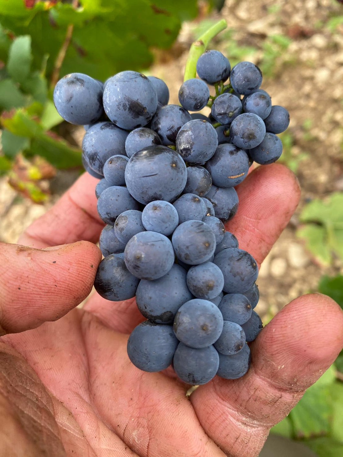 ムルソー 2020 ドミニク・ラフォン