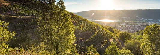 ローヌ白ワインを理解するために知っておきたい主要4品種