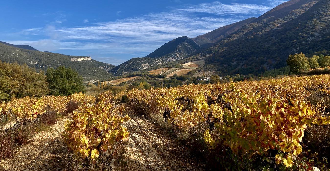 南ローヌ4産地をひと言で比較：リラック／ヴァケラス／ジゴンダス／ケランヌの魅力