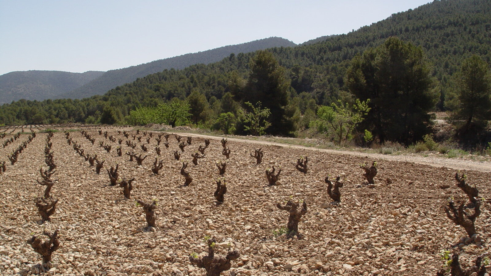 Bodegas del Rosario