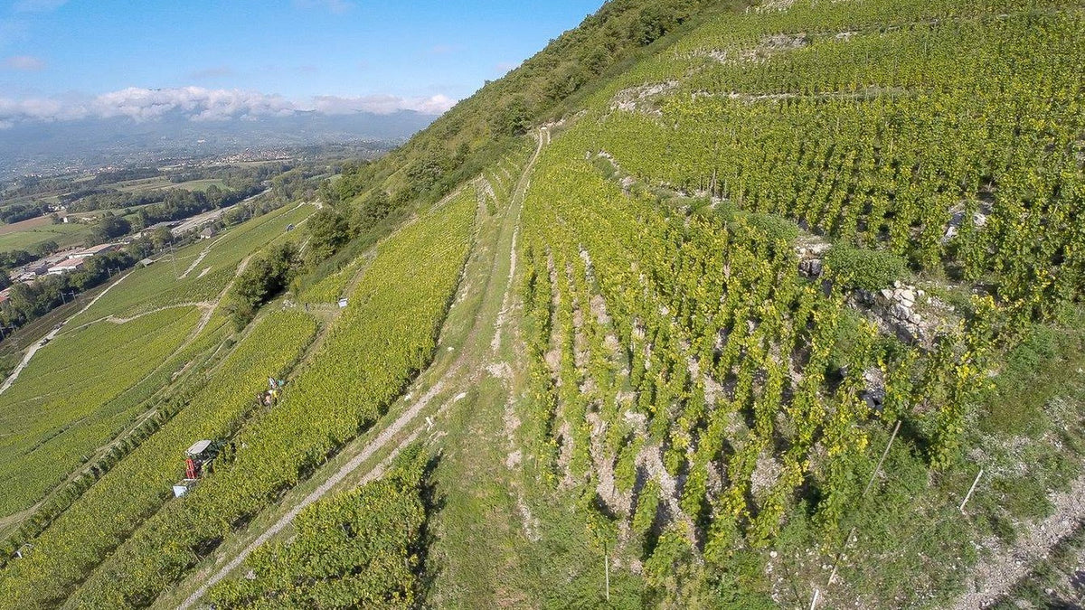 Domaine Denis & Didier Berthollier