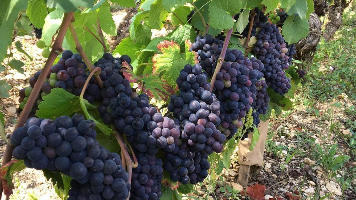 Domaine Alain Gras