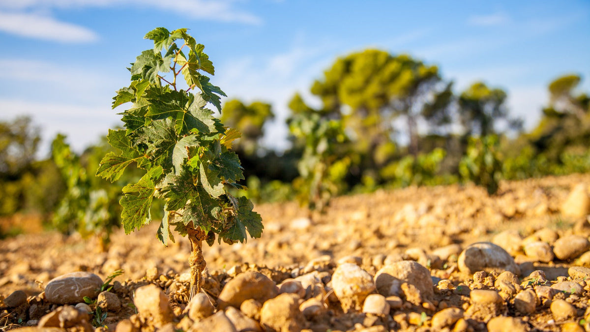 Domaine Alain Chabanon