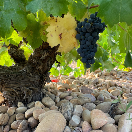 シエラ・デ・グレドス