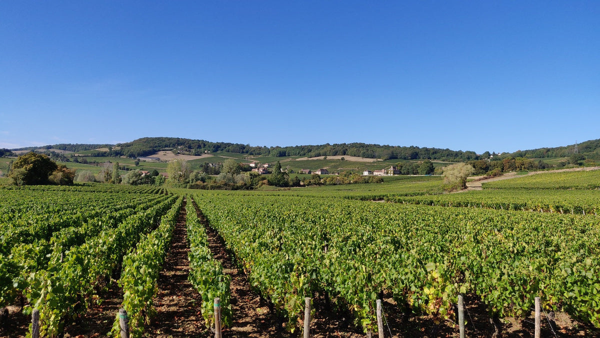 Domaine Aline Beauné