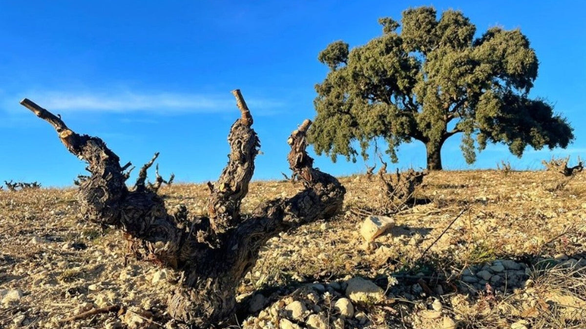 Bodegas Enrique Mendoza