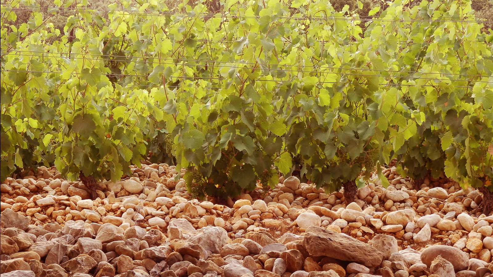 Domaine Saint Sylvestre