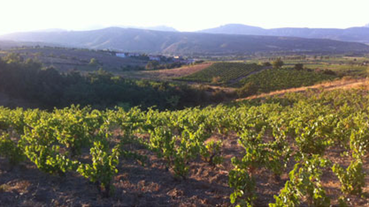 Domaine le Roc des Anges