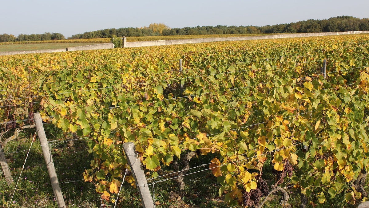 Domaine de la Taille aux Loups