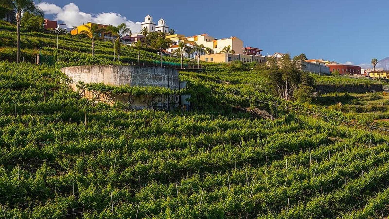 Canaria