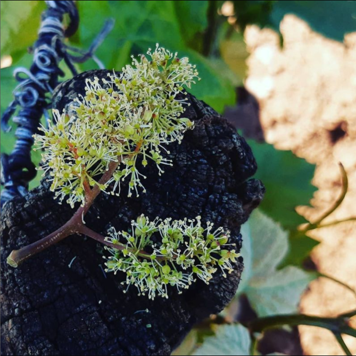 Beaune Premier Cru Les Reverses 2022 Domaine Clos de la Chapelle