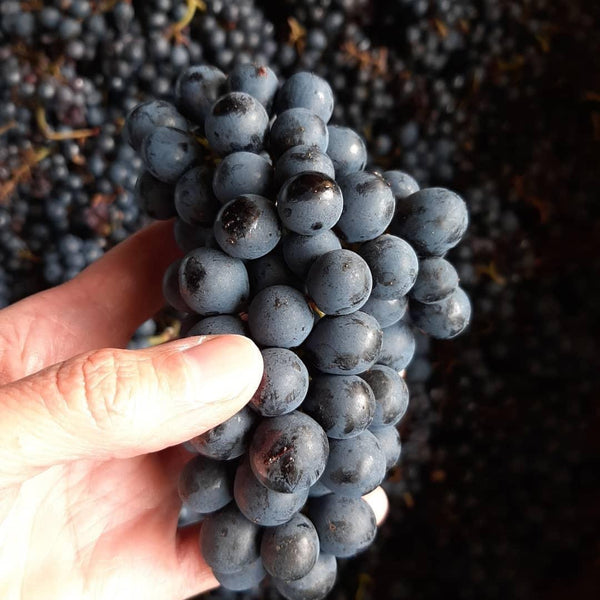 Domaine Denis and Didier Berthelier