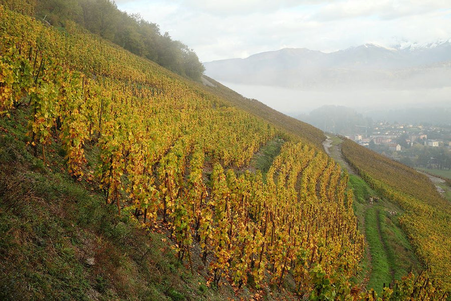 Domaine Denis and Didier Berthelier