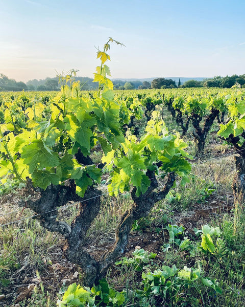 Clos Constantin