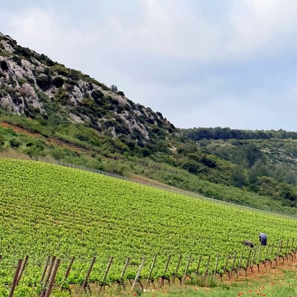 Domaine du Clos des Fées