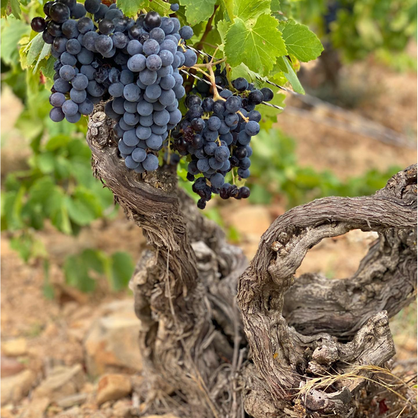 Domaine du Clos des Fées