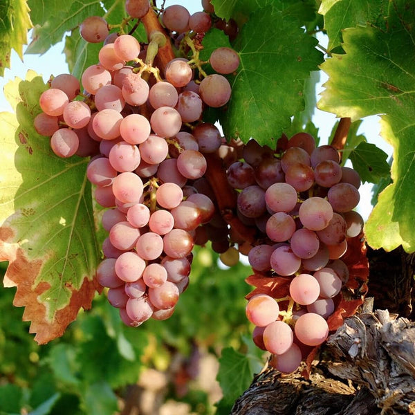 Domaine de L'Oustal Blanc