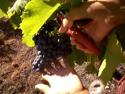 Domaine de L'Oustal Blanc