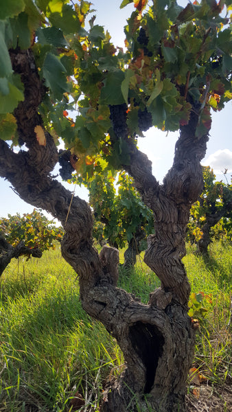 Domaine de L'Oustal Blanc