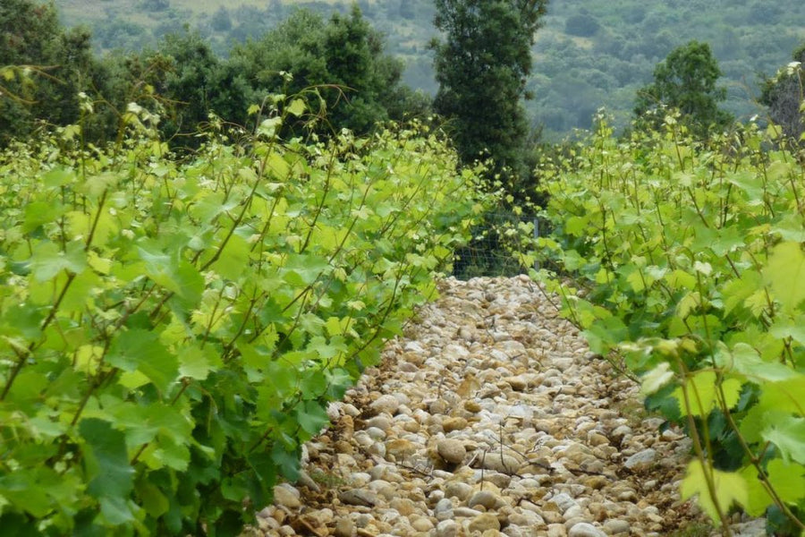 Domaine Saint Sylvestre