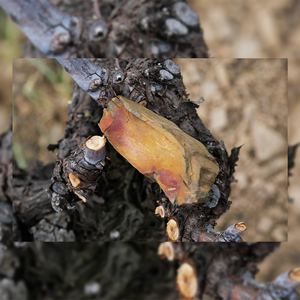 Domaine Thierry Navarre