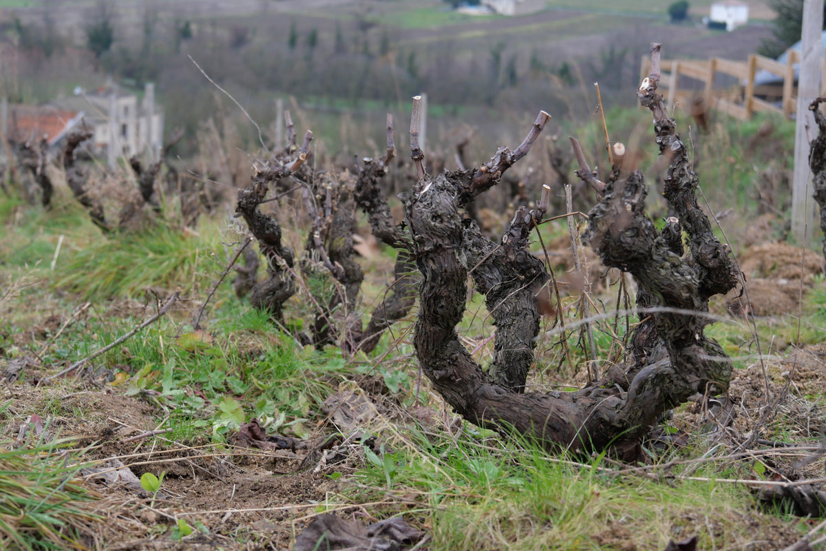 Domaine Alexandre Burgaud