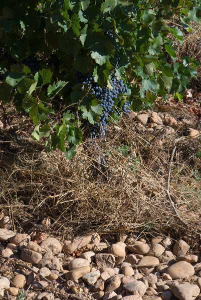 Clos des Centenaires