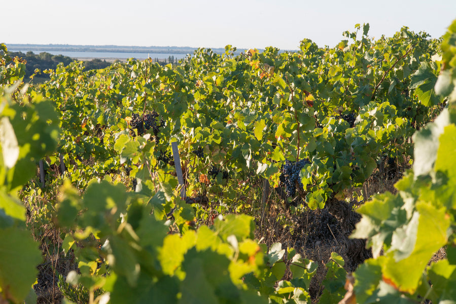Clos des Centenaires