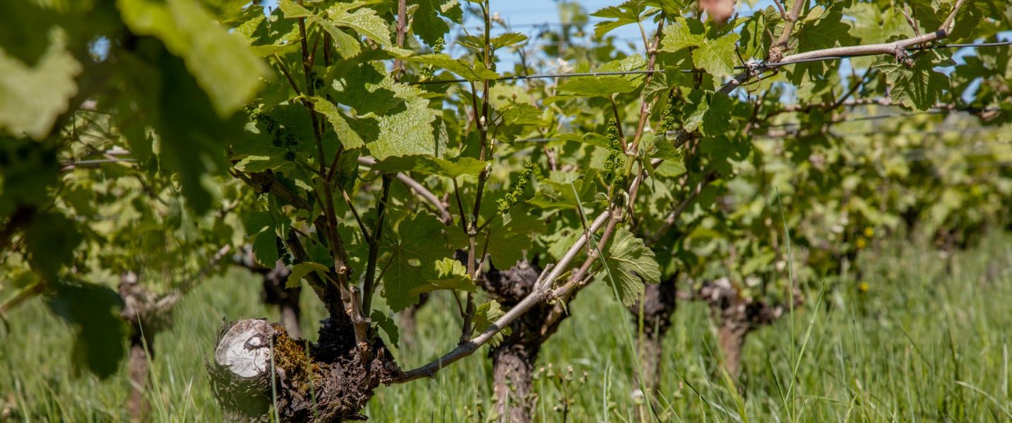 Champagne Charpentier