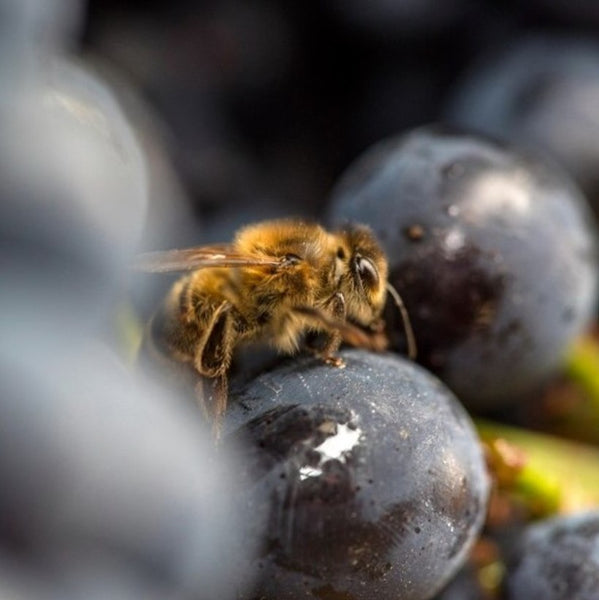 Champagne Charpentier