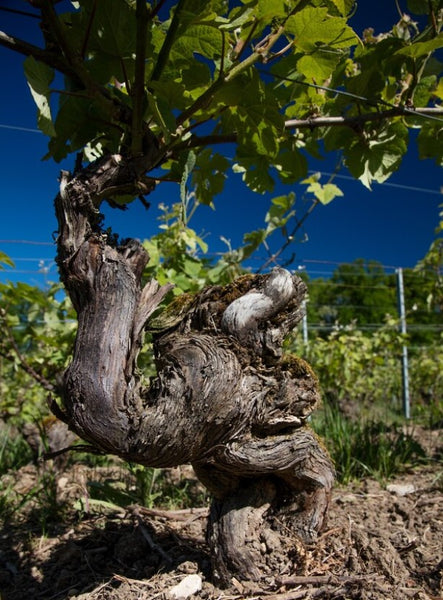 Champagne Charpentier