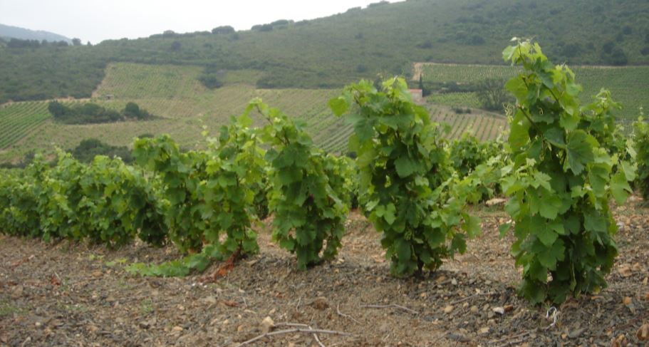 Clos del Rey