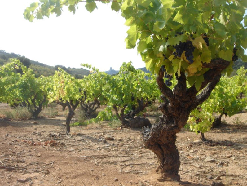 Clos del Rey