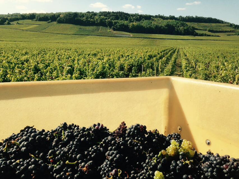 Domaine Vincent Godier